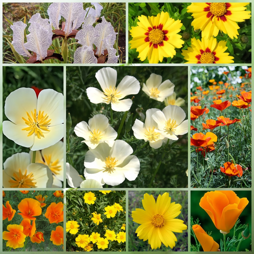 Wildflower Seeds - Moisture Resistance Mix Includes California Poppy, Oberonia, Coreopsis, etc.
