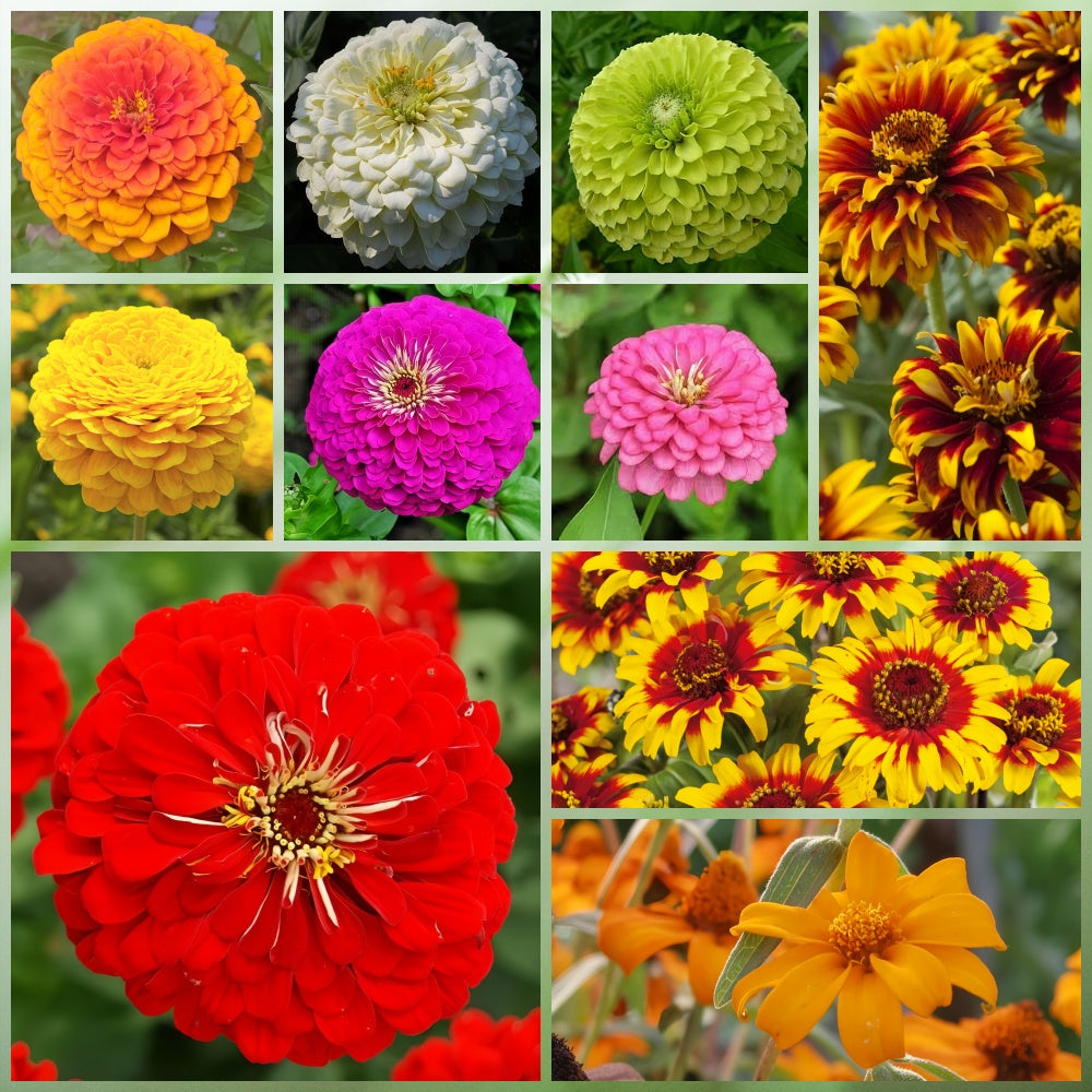 Wildflower Seeds - Highway Hillside Greening Mix Includes Cosmos, Zinnia, Calendula, etc.