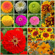 Highway Hillside Wildflower Mix