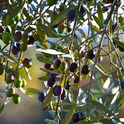 Green Olive Tree Seeds Up to 50% Off