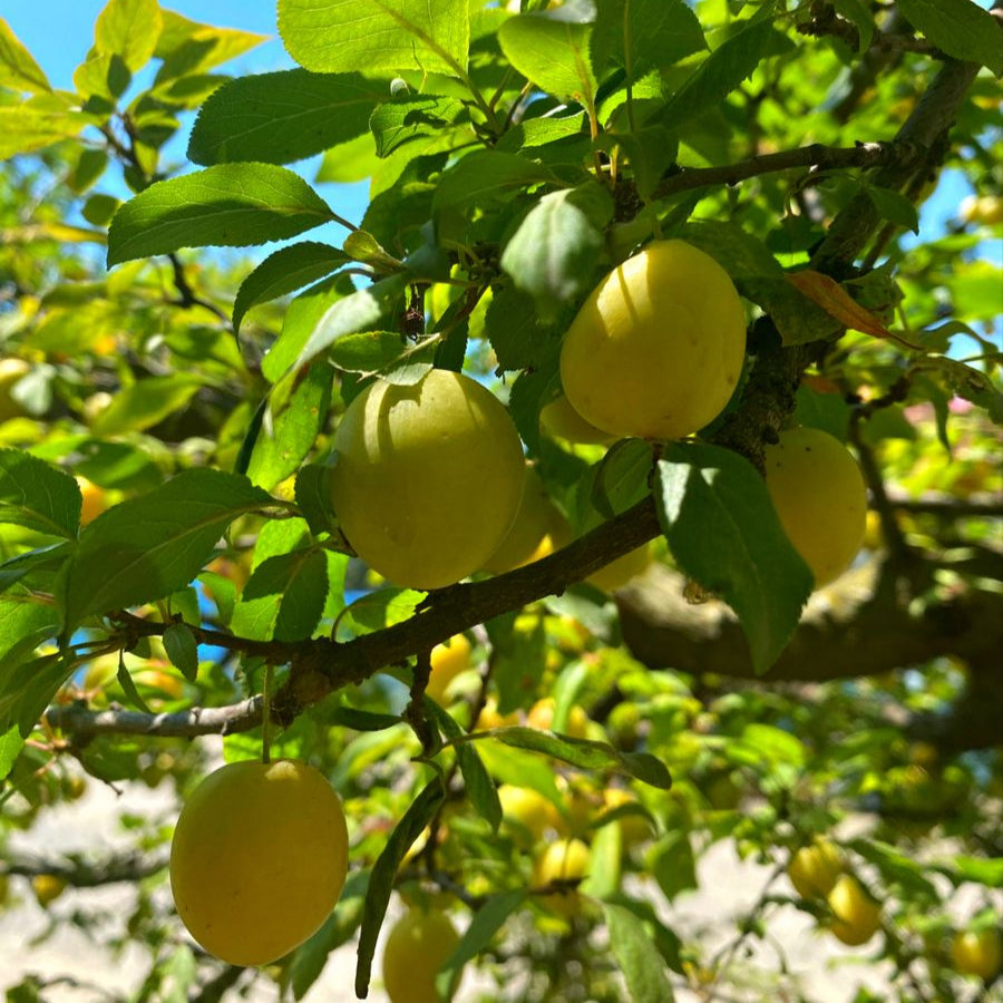 Mirabelle Plum Tree Seeds prime day up to 50%
