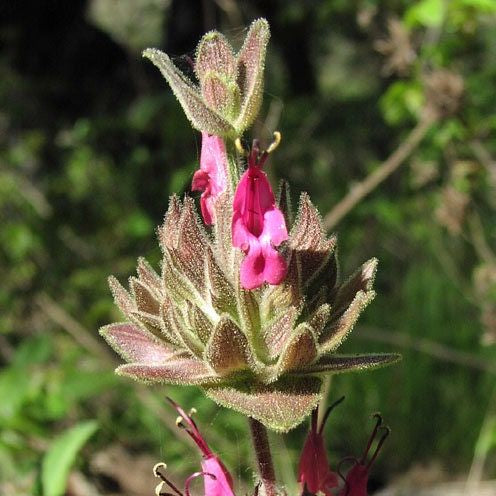 Salvia Spathacea Plant Seeds up to 50%