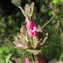 Hummingbird Sage Seeds