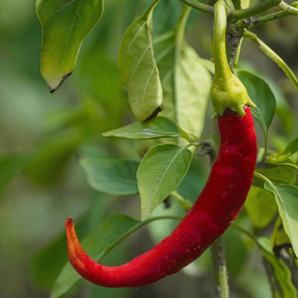 Chili Pepper Seeds