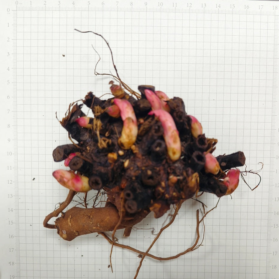 Peony Sunshine Girl Roots up to 50%