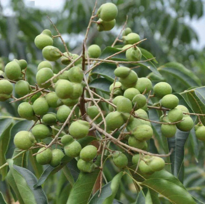 Sapindus Mukorossi Tree Seeds up to 50%