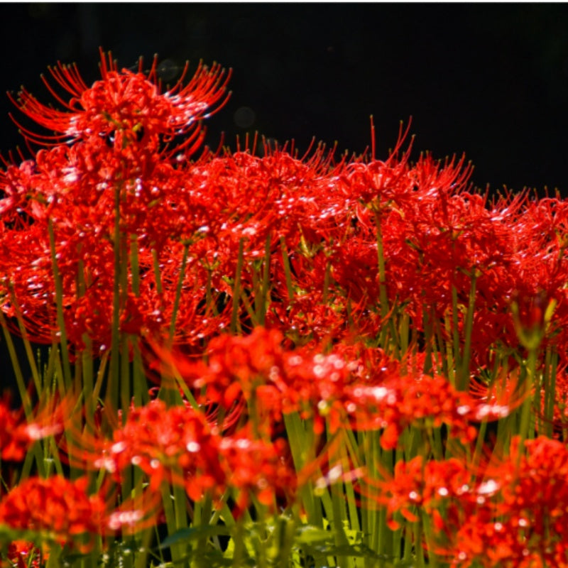 Red Spider Lily seeds up to 50%