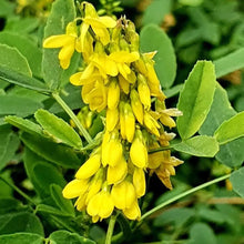 Sweet Clover Seeds