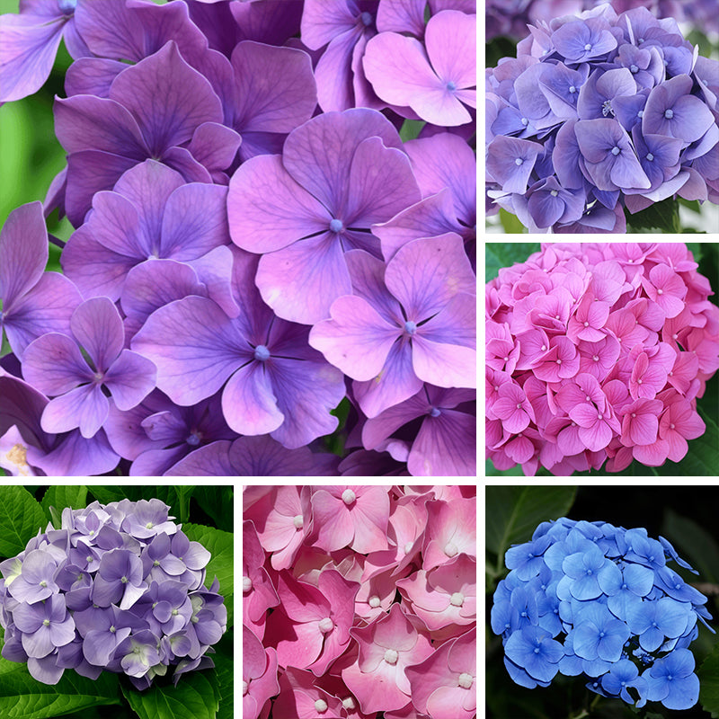 Hydrangea Flower Seeds up to 50%