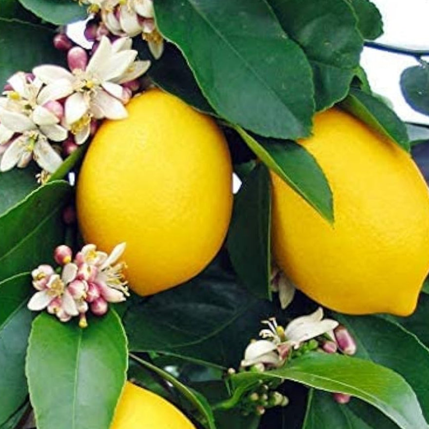 Eureka Lemon Tree Seeds Up to 50% Off