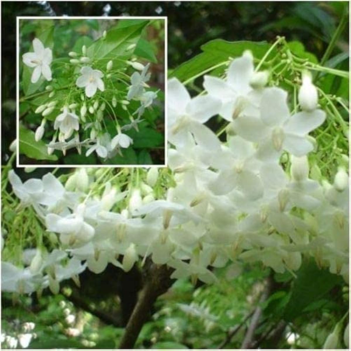 Mok Flower Seeds – prime day up to 50%