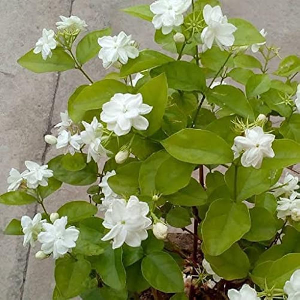 Jasmine Sambac Flower Seeds Up to 50% Off