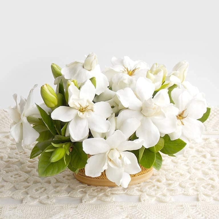 Gardenia Flower Seeds up to 50%