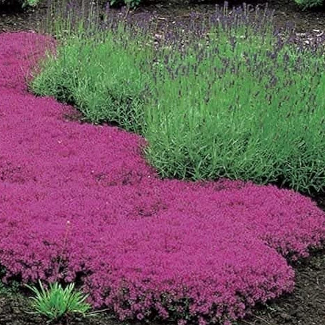 Creeping Thyme - Magic Carpet  up to 50%