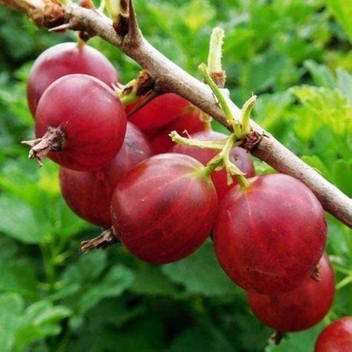 Red Pixwell Gooseberry Seeds – up to 50%