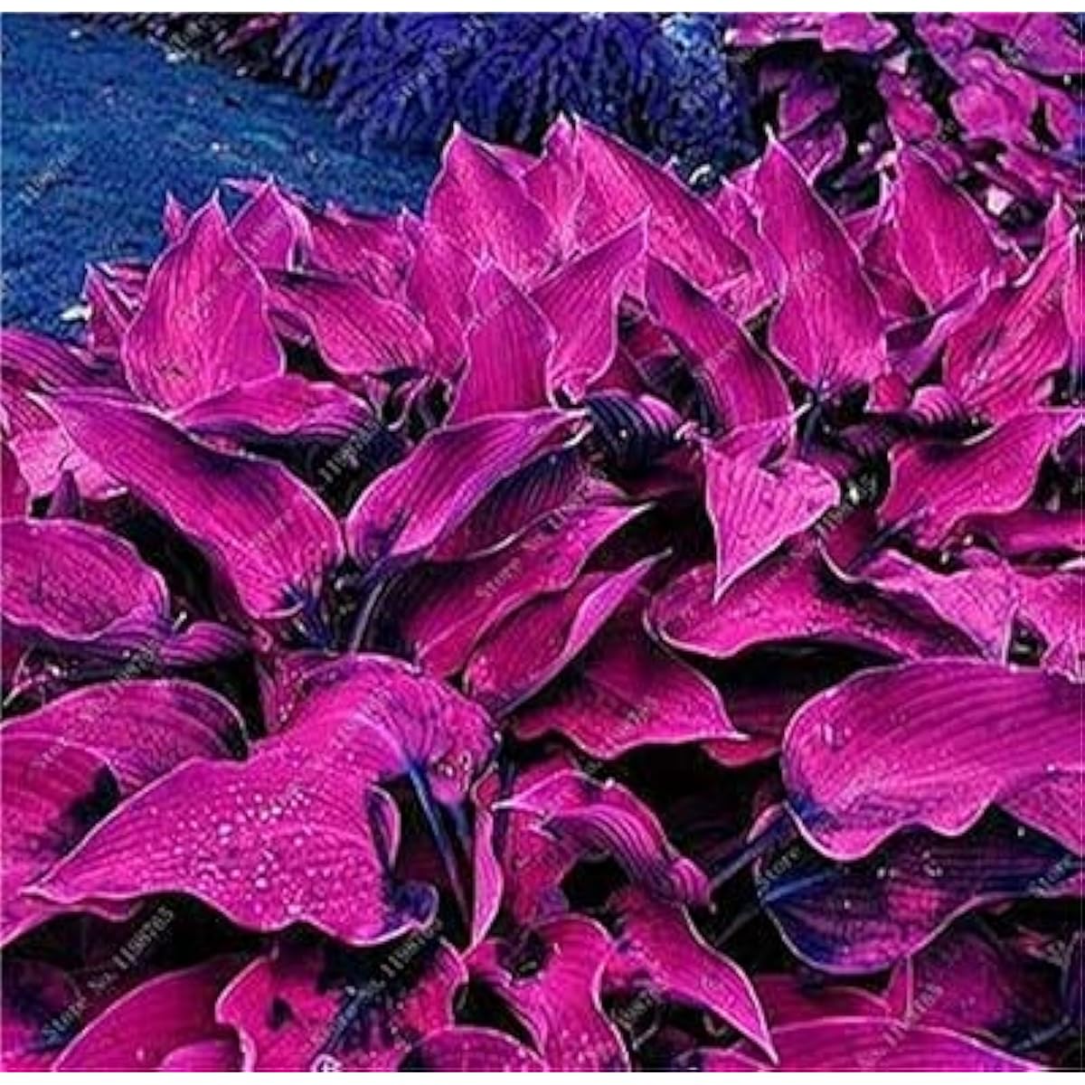 Mixed Hosta Jardin Perennial Lily Seeds – White Lace Variety– prime day up to 50%