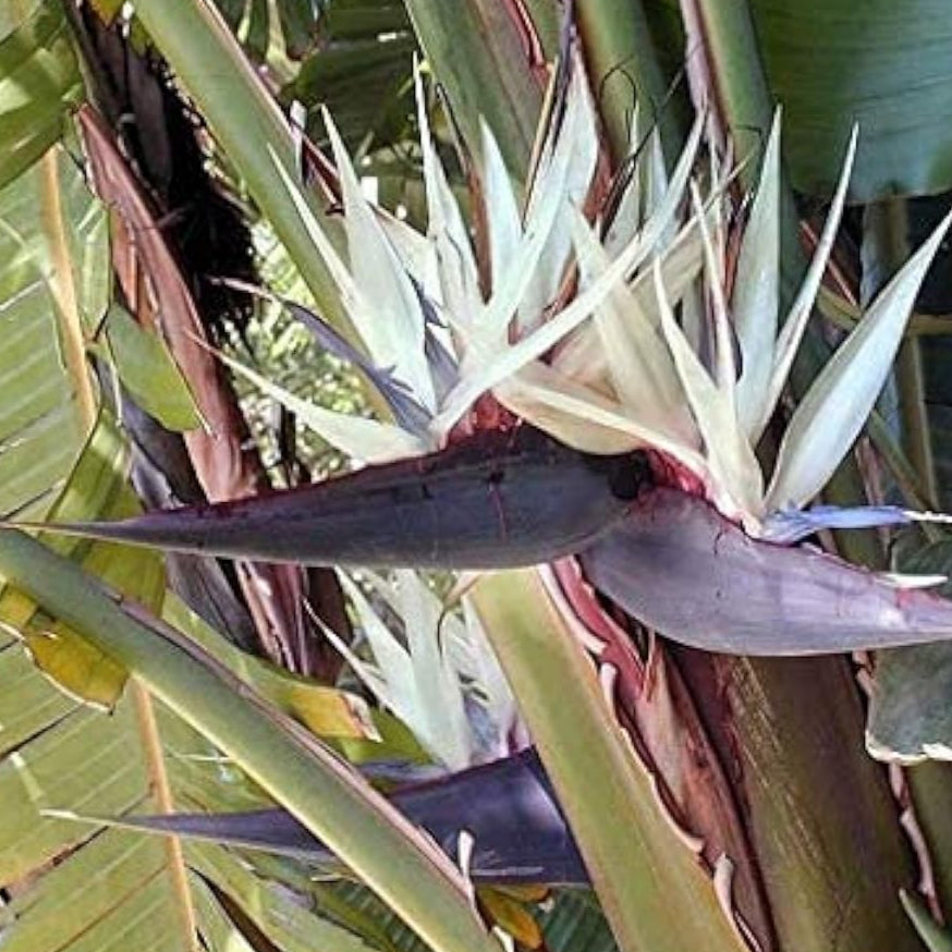 White Bird of Paradise Seeds up to 50%