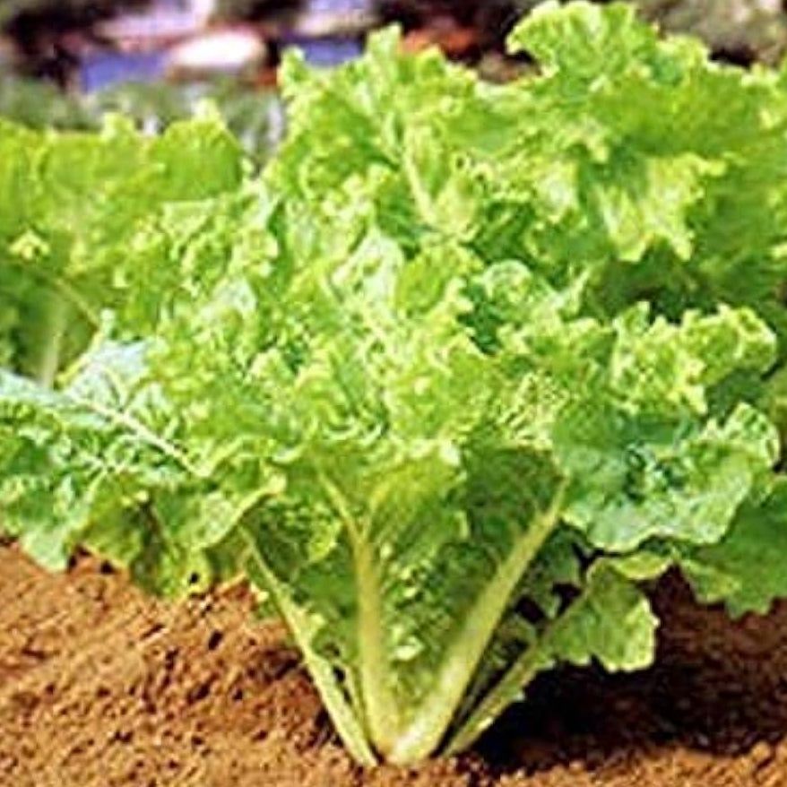Frilly Leaf Pak Choi Fun Jen Seeds – Hybrid Asian Greens | up to 50%