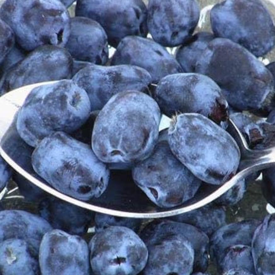 Blue Haskap Berry Seeds up to 50%