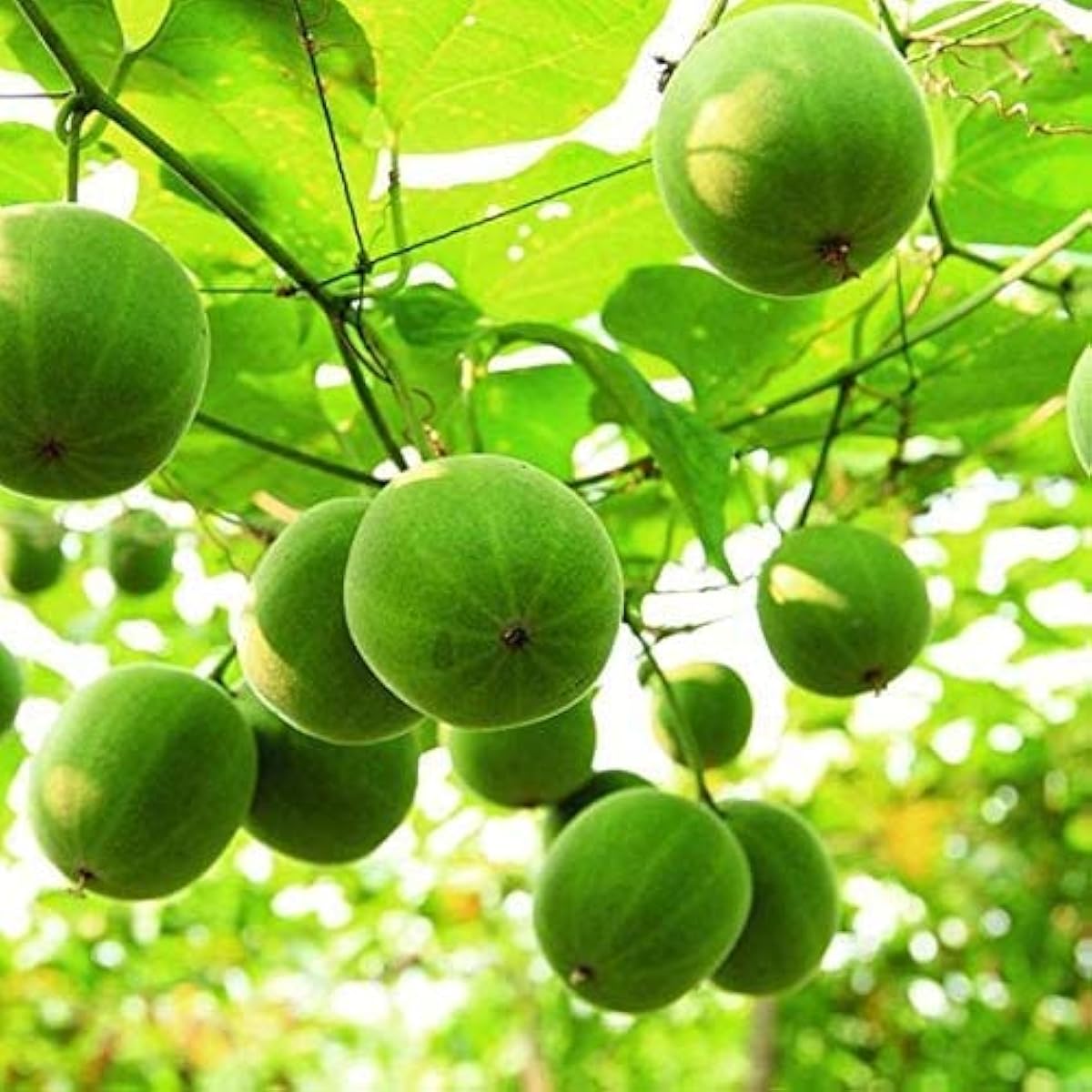 Luo Han Guo Fruit Seeds up to 50%