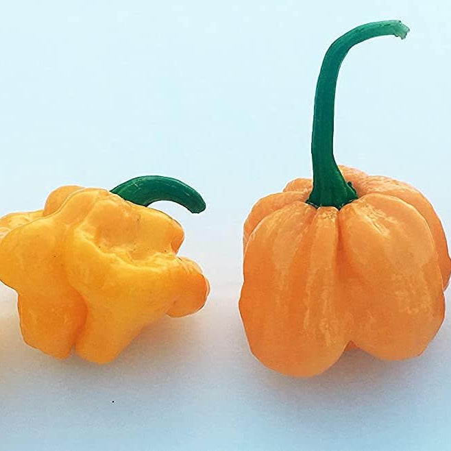 MOA Red Scotch Bonnet Hot Pepper Seeds– prime day up to 50%