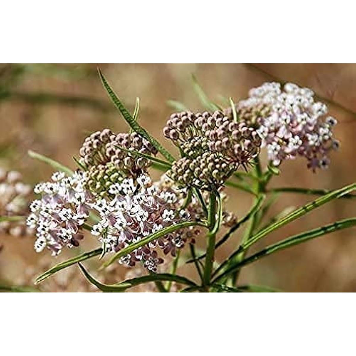 Asclepias fascicularis – Narrow Leaf Milkweed Seeds for Pollinator-Friendly Gardens up to 50%