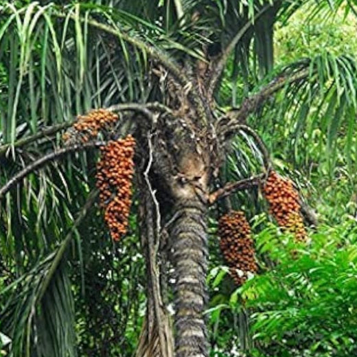 Peach Palm Seeds