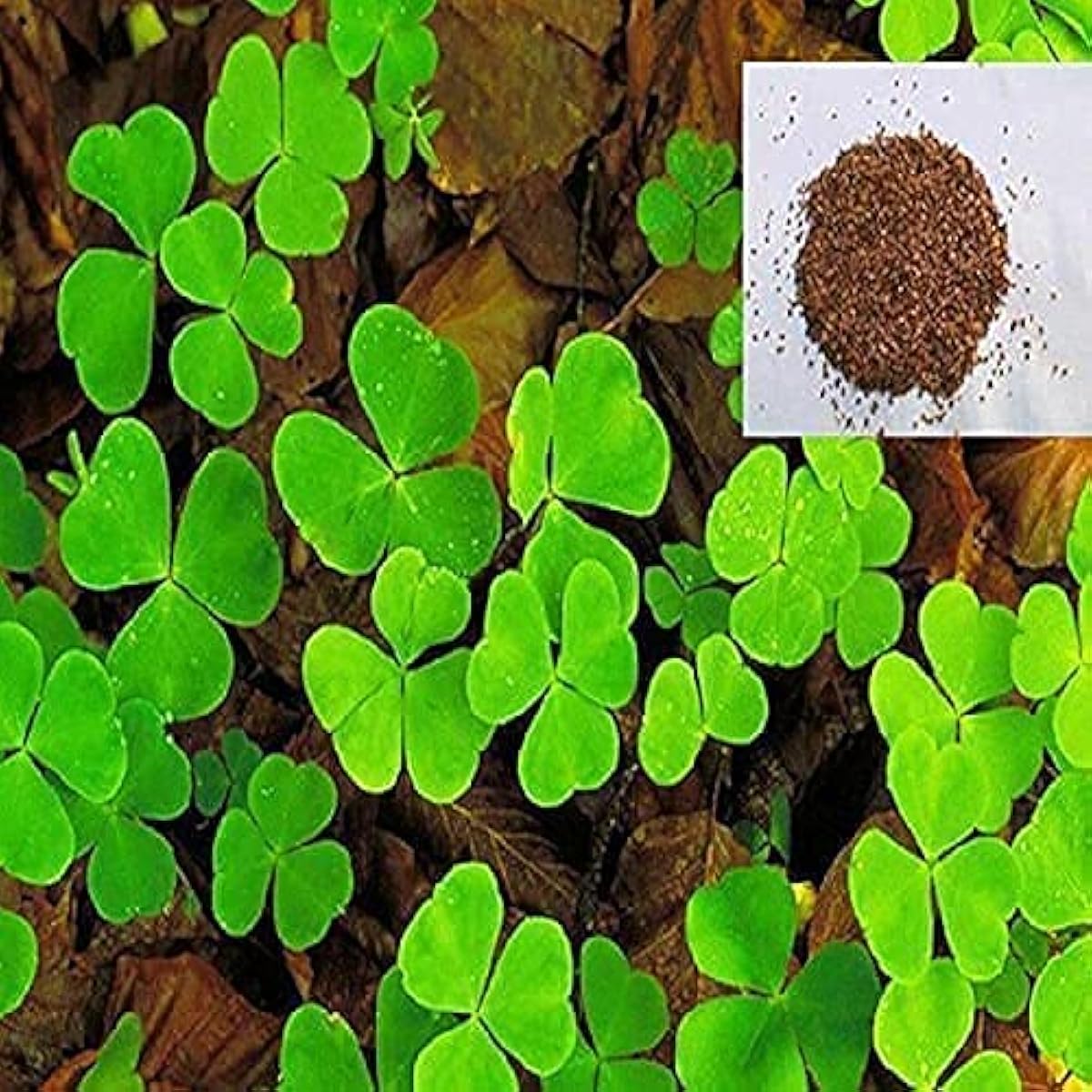 Clover Seeds – Fast-Growing Ground Cover for Lawns, Gardens &amp; Pollinators Up to 50%