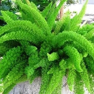 Foxtail Fern Plant Seeds up to 50%