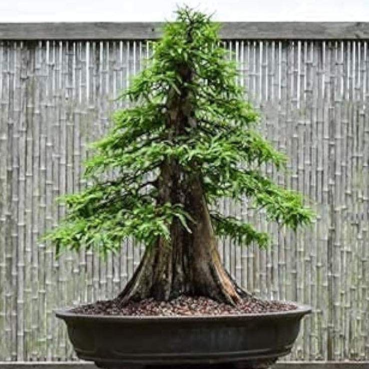 Bald Cypress Bonsai Seeds Up to 50% Off