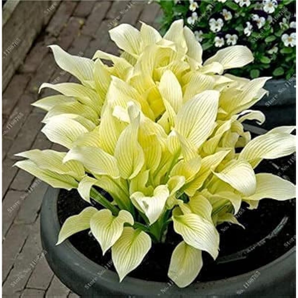Mixed Hosta Perennial Lily Seeds – White Lace – prime day up to 50%