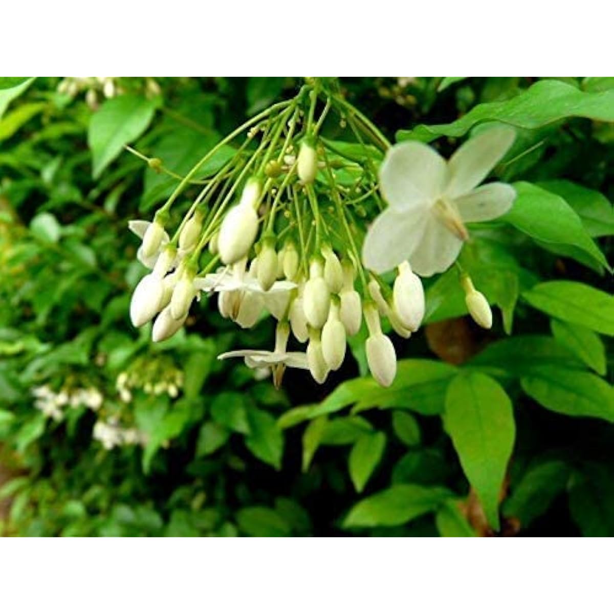 Mok Flower Seeds – prime day up to 50%