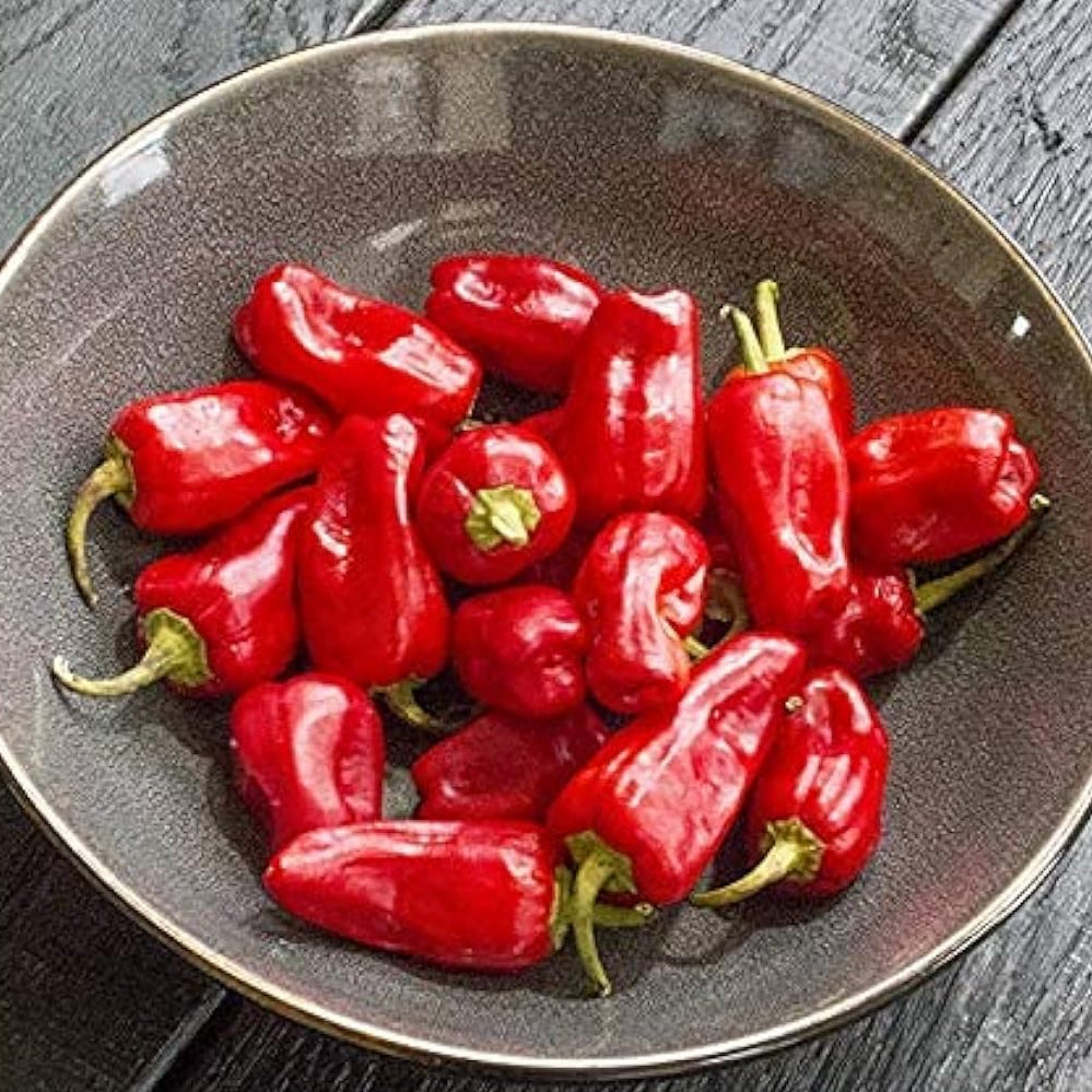 Aleppo Halaby Syrian Hot Chile Pepper Seeds – Up to 50%