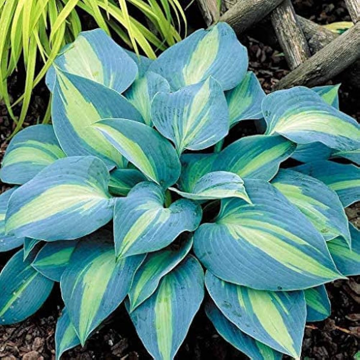 Hosta Plant Seeds up to 50%