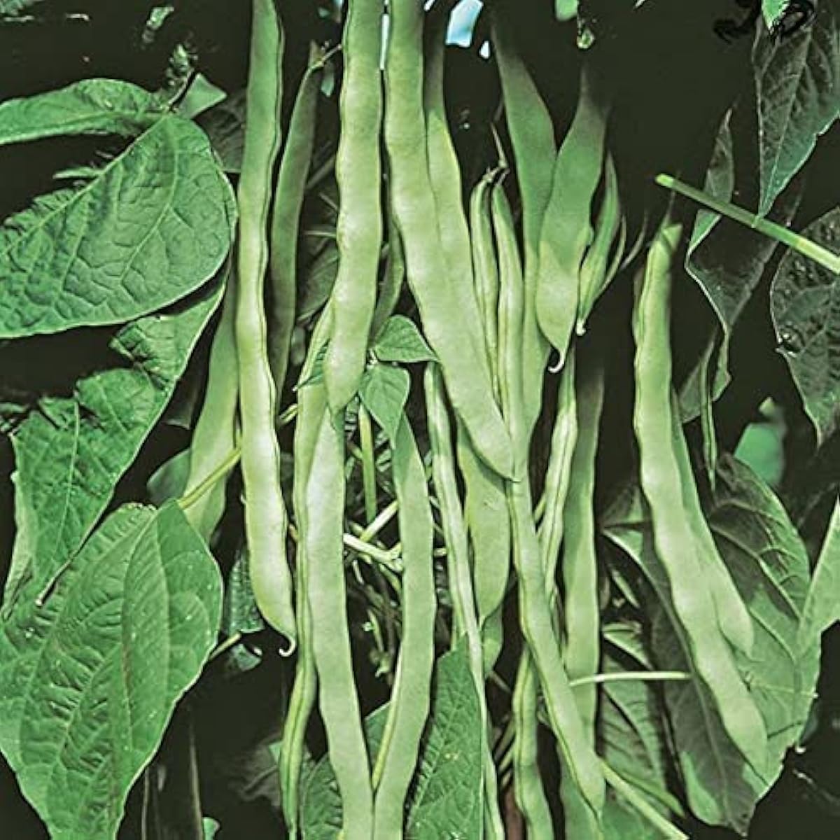 Romano Pole Bean Seeds Up to 50% Off