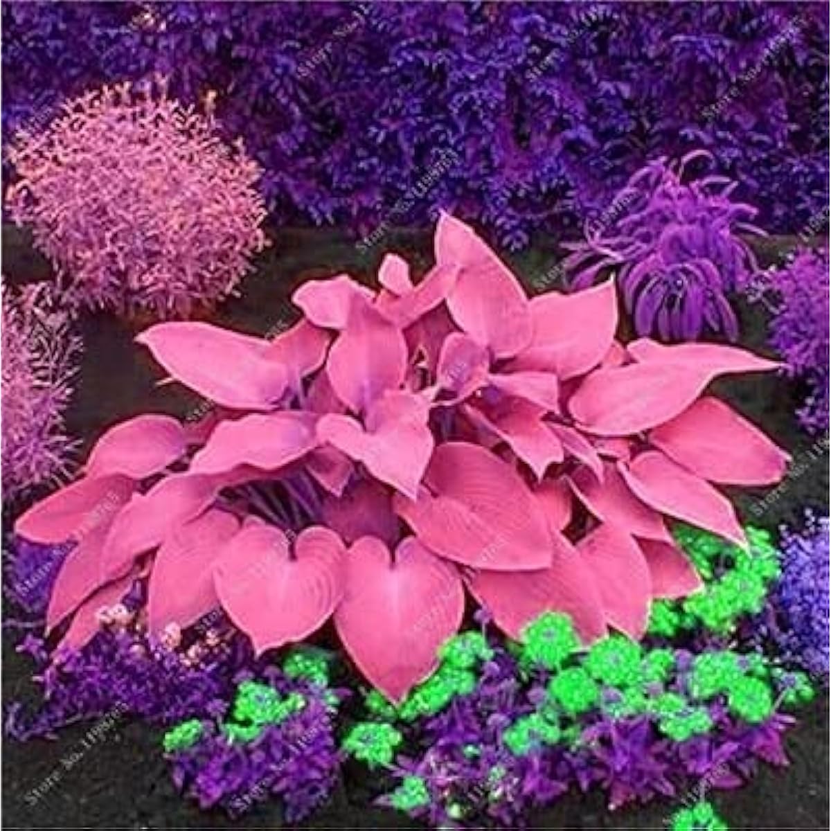 Hosta Lily Ground Cover Seeds Up to 50% Off