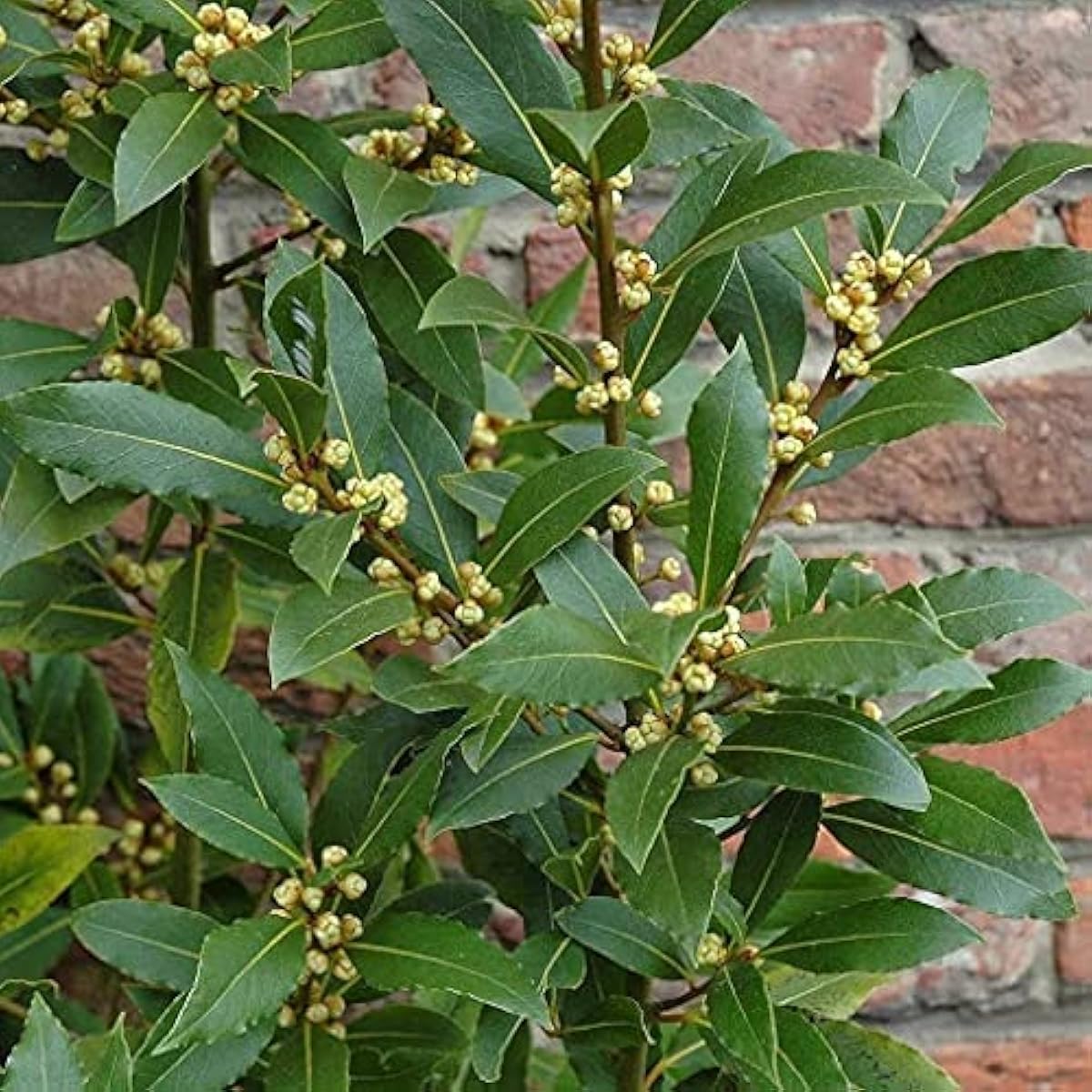 Bay Laurel Herb Seeds Up to 50% Off