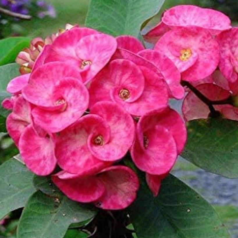 Dark Pink Euphorbia Seeds up to 50%
