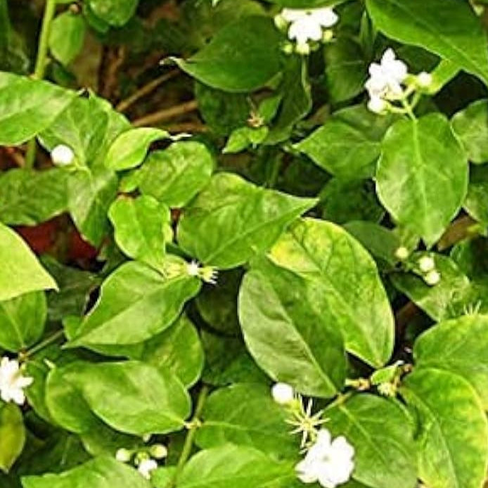 Arabian Jasmine Fragrant Seeds Up to 50% Off