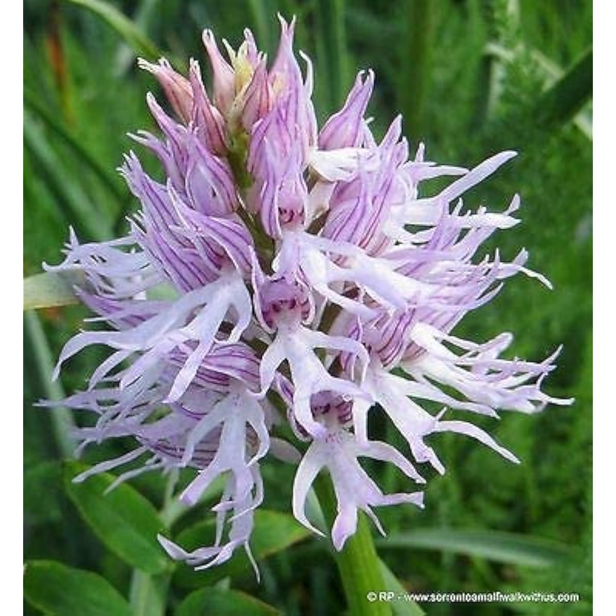 Naked Man Orchid Seeds up to 50%