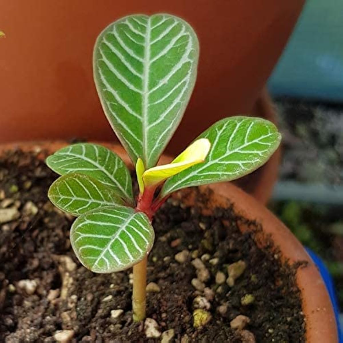 Euphorbia Leuconeura Seeds up to 50%