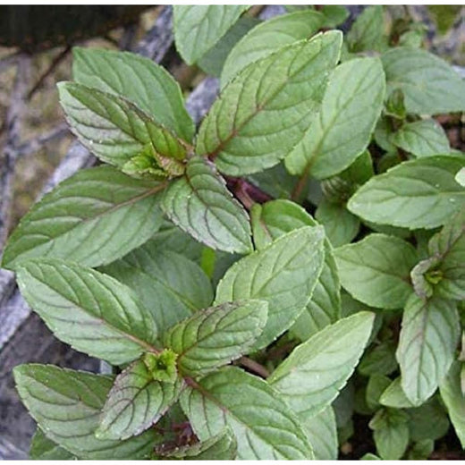Mint Chocolate Herb Seeds