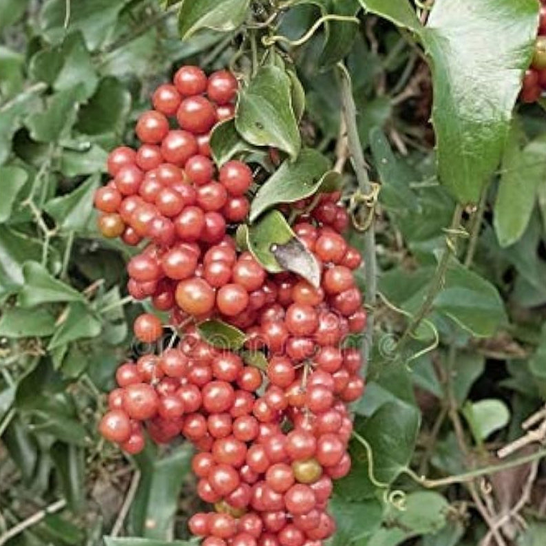 Sarsaparilla Plant Seeds Up to 50% Off