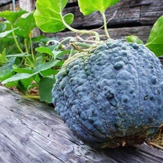 Black Futsu Squash Seeds