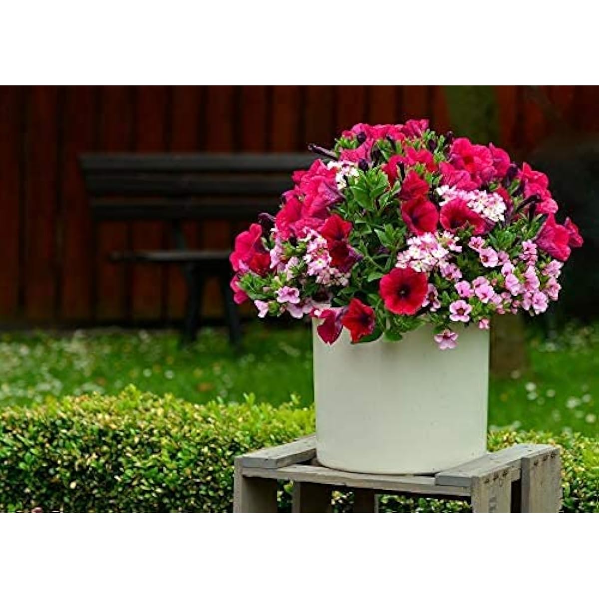 Petunia Flower Seeds prime day up to 50%