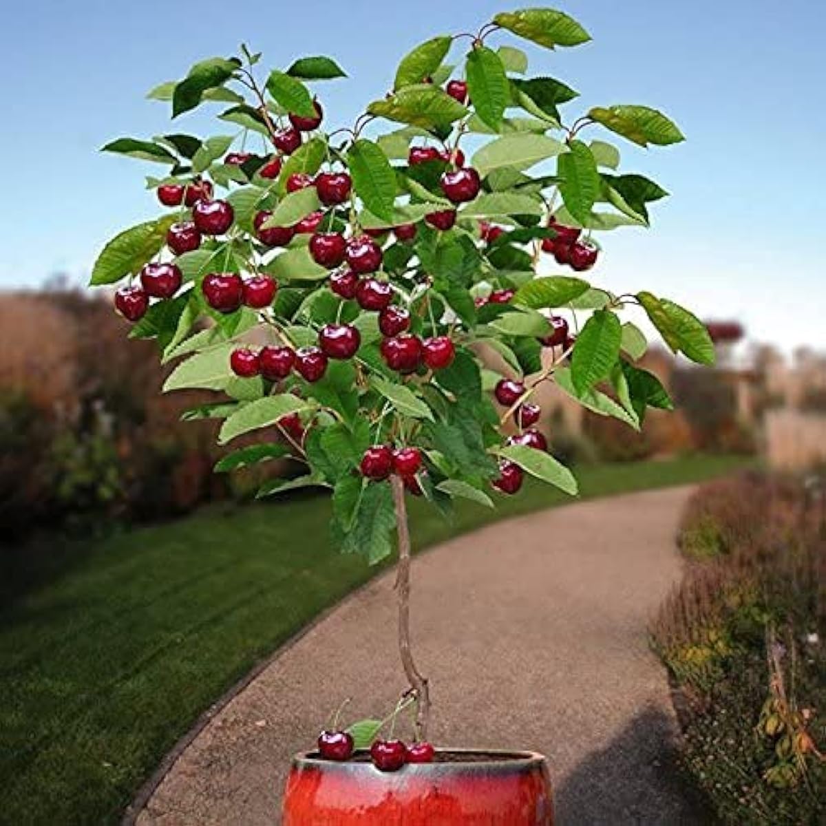 Dwarf Cherry Tree Seeds – Self-Fertile Fruit Tree for Indoor &amp; Outdoor Planting – Up to 50%