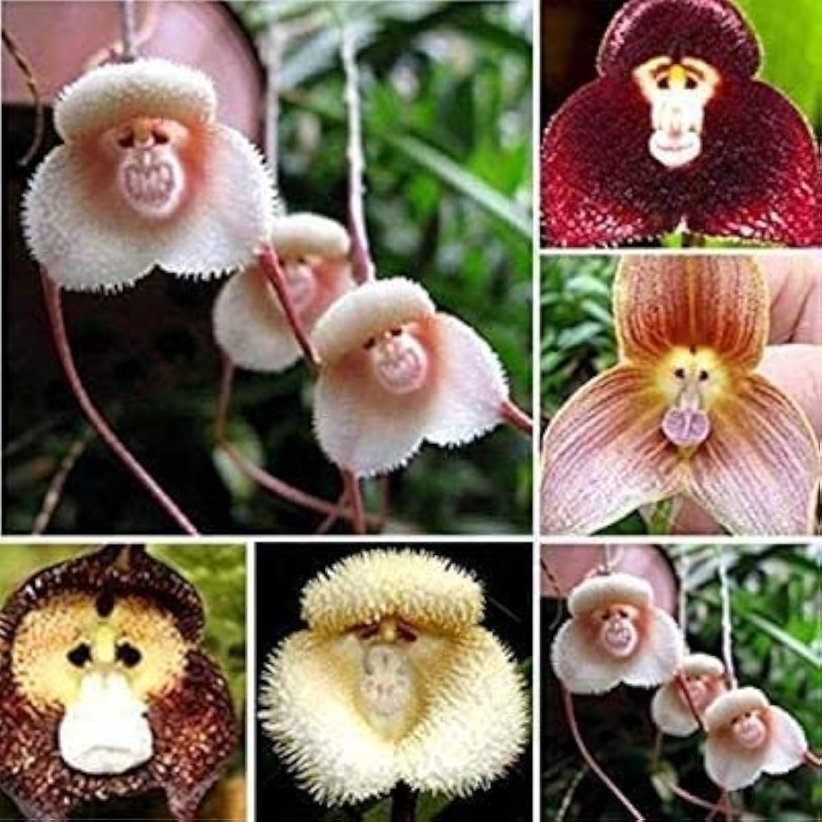 Monkey Face Orchid Seeds prime day up to 50%
