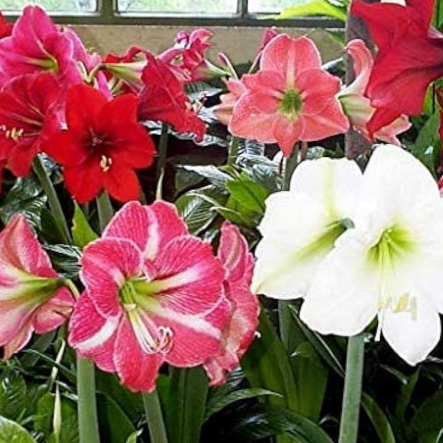Amaryllis Flower Seeds Up to 50% Off