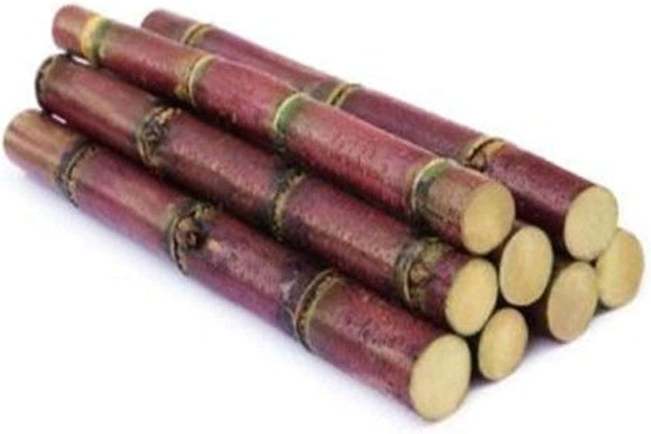 Giant Sugar Cane Seeds up to 50%