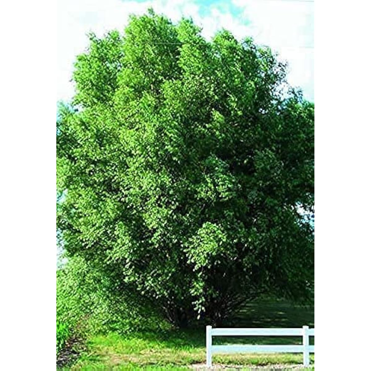 Hybrid Willow Trees seeds up to 50%